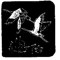 迪仕及圖