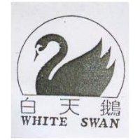 白天鵝及圖 white swan