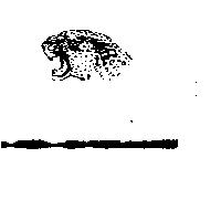 豹圖