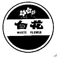 白花及圖 WHITE FLOWER