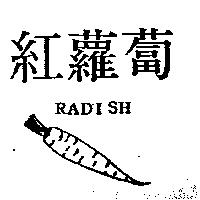 紅蘿蔔及圖 RADISH