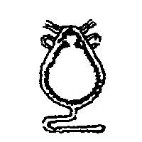 鼠圖