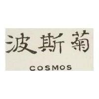 波斯菊 COSMOS