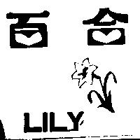 百合及圖 LILY