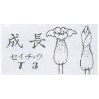 成長及圖 T3 セイチョウ