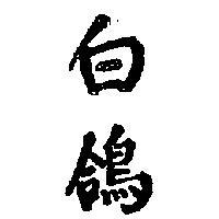 白鴿