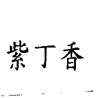紫丁香