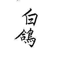白鴿