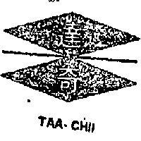 達奇及圖 TAA – CHII 