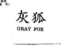 灰狐 GRAY FOX