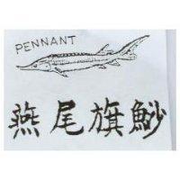 燕尾旗鯊各圖 PENNANT
