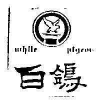 白鴿 white pigeon 及圖