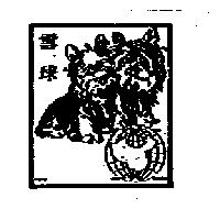 雪球及圖