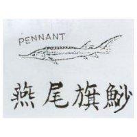 燕尾旗鯊及圖 PENNANT