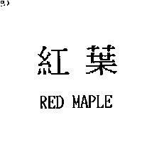 紅葉 RED MAPLE
