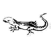 壁虎圖