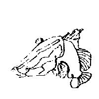 魚圖