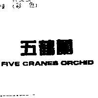 五鶴蘭 FIVE CRANES ORCHID
