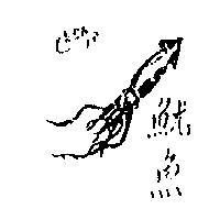魷魚及圖 CUTTLE