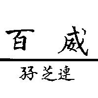 百威/孖芝連