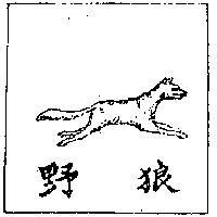 野狼
