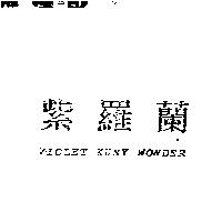 紫羅蘭 VIOLET KUNY WONDER