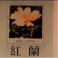 紅蘭 RED LINDL 及圖