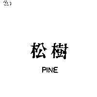 松樹 PINE