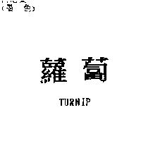 蘿蔔 TURNIP