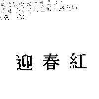 迎春紅