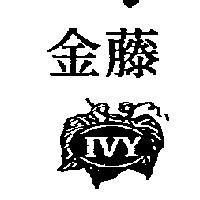 金藤及圖 IVY