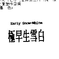 極早生雪白 Early Snow-White