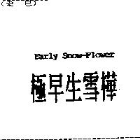 極早生雪樺 Early Snow-Flower