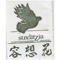 花想容及圖 STRELIZIA 