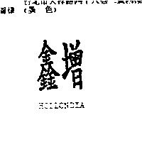 鑫增 HOLLONDIA