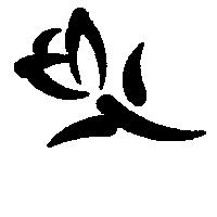 金楓 MAPLE