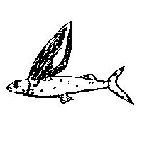 飛魚設計圖