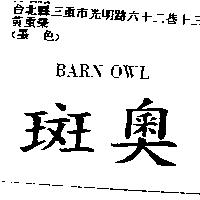 斑奧 BARN OWL