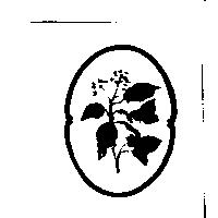 常春藤設計圖
