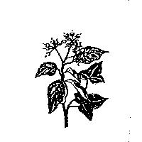 常春藤設計圖