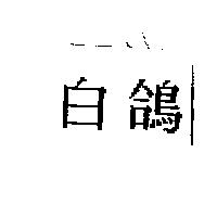 白鴿
