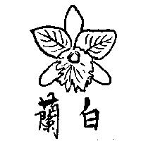 白蘭