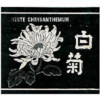 WHITE CHRYSANTHEMUM 白菊及圖