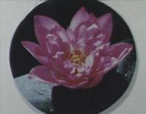 紅花豔綻圖