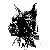 拳師犬圖