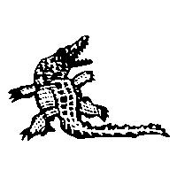 科莫多龍圖