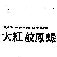 大紅紋鳳蝶 BYASA POLYEUCTES TERMESSUS 