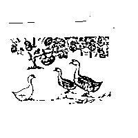 獅頭鵝圖