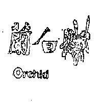 白蘭 ORCHID 