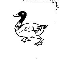 鴨子圖